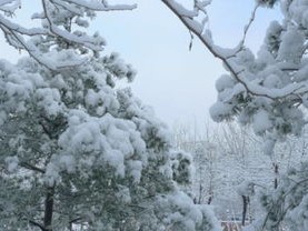 全国下雪实时查询，足不出户，看遍华夏雪景