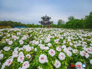 山东菏泽天气，四季分明，风土人情中的自然脉动