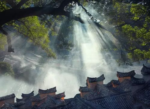 明日黄冈,一场三月雨,万物始更新 明日黄冈,一场三月雨,万物始更新