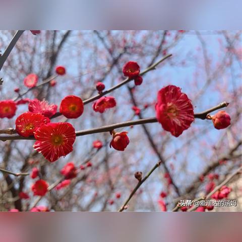 安徽芜湖天气预报，春日暖阳与阵雨交替，出行请注意天气变化